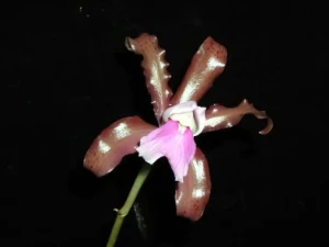 Bild von Cattleya elongata