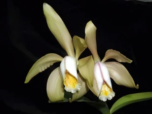 Bild von Cattleya forbesii 1