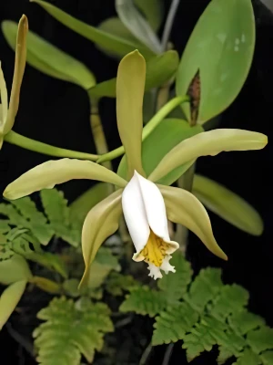 Bild von Cattleya forbesii 2