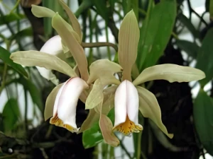 Bild von Cattleya forbesii