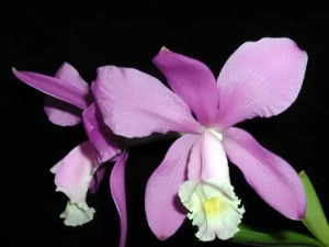 Bild von Cattleya harrisoniana