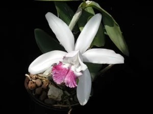 Bild von Cattleya intermedia fresina de tito