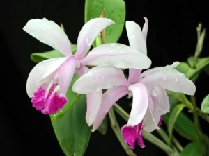 Bild von Cattleya intermedia