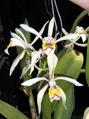 Bild von Cattleya iricolor 3