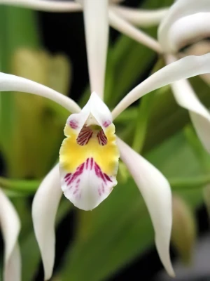 Bild von Cattleya iricolor