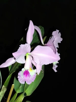 Bild von Cattleya labiata 3