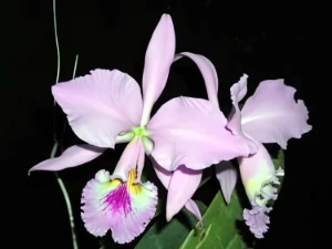 Bild von Cattleya labiata