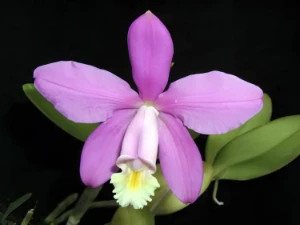 Bild von Cattleya loddigesii 1a