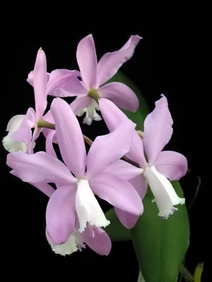 Bild von Cattleya loddigesii