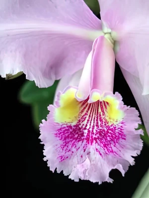 Bild von Cattleya lueddemanniana var. lueddemanniana