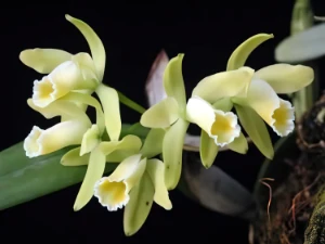 Bild von Cattleya luteola 1