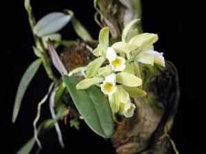 Bild von Cattleya luteola