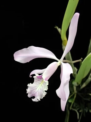 Bild von Cattleya maxima