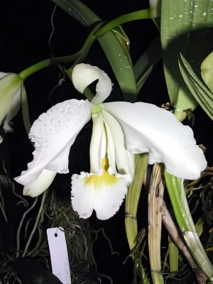 Bild von Cattleya mossiae var wagenerii