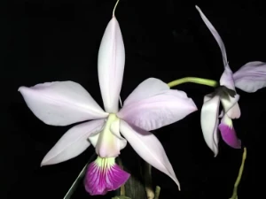 Bild von Cattleya nobilior