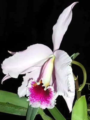 Bild von Cattleya percivaliana