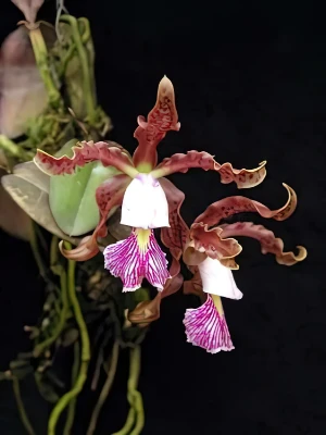 Bild von Cattleya schilleriana