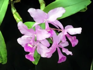 Bild von Cattleya skinerii