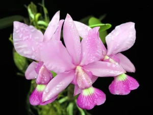 Bild von Cattleya walkeriana 1