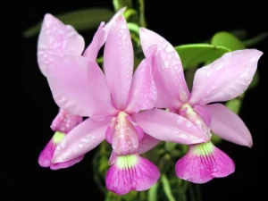 Bild von Cattleya walkeriana 2