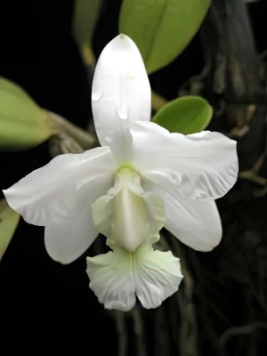 Bild von Cattleya walkeriana var. alba