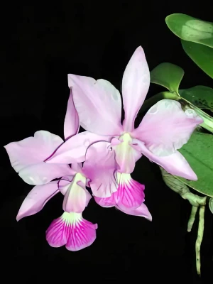 Bild von Cattleya walkeriana