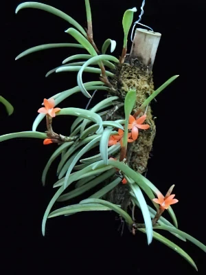 Bild von Ceratostylis rubra