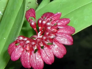 Bild von Cirrhopetalum curtisii var. purpureum