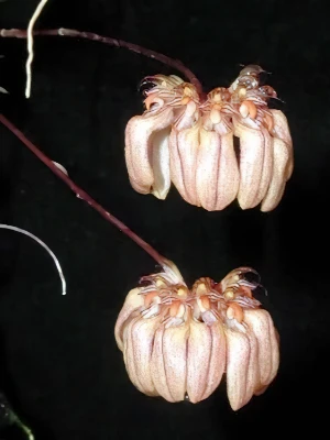 Image of Cirrhopetalum sikkimense