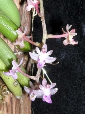 Image de Cleisostoma arietinum