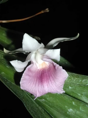 Bild von Cochleantes amazonica