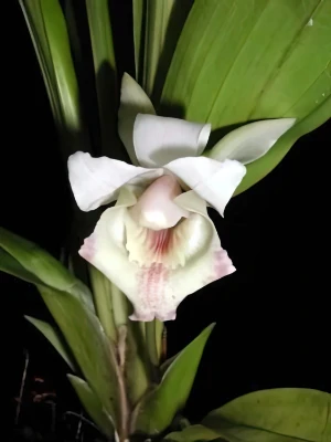 Image of Cochleanthes ionoleuca