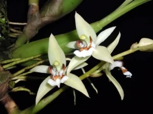 Bild von Coelogyne assamica