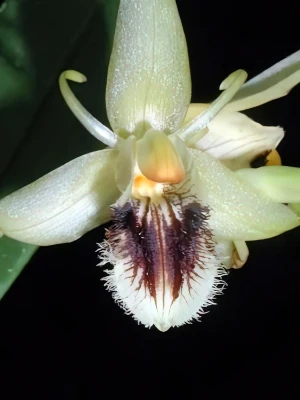 Bild von Coelogyne fimbriata