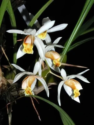 Bild von Coelogyne lactea