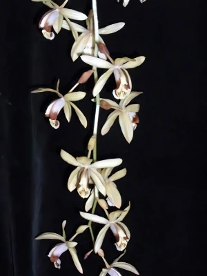 Bild von Coelogyne massangeana