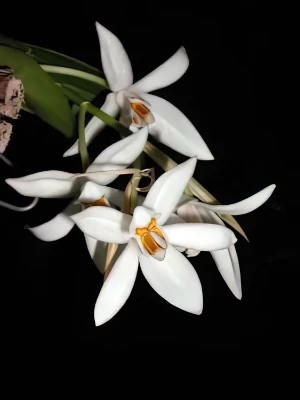 Bild von Coelogyne nitida