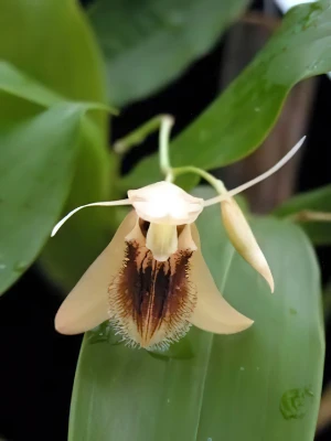 Bild von Coelogyne ovalis