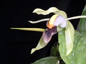 Bild von Coelogyne rumphii