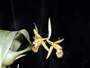 Bild von Coelogyne sp