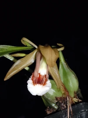 Bild von Coelogyne speciosa