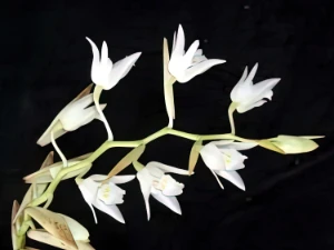 Bild von Coelogyne suaveolens