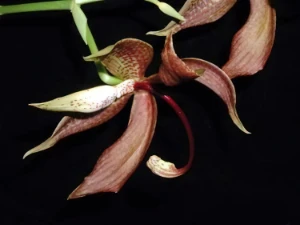 Bild von Cycnoches loddigesii