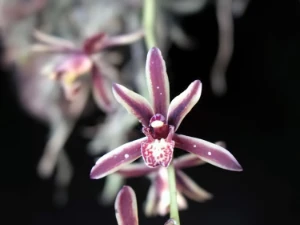 Bild von Cymbidium bicolor