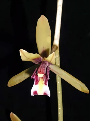 Bild von Cymbidium findlaysonianum