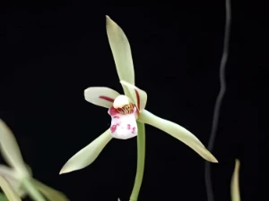 Bild von Cymbidium lancifolium