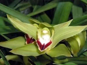 Bild von Cymbidium lowianum