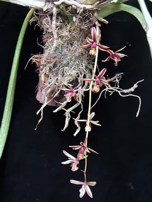 Image of Cymbidium bicolor 3