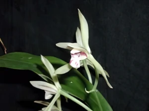 Bild von Cymbidium lancifolium 2