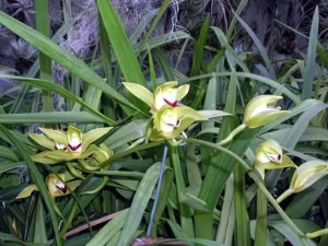 Bild von Cymbidium lowianum 3